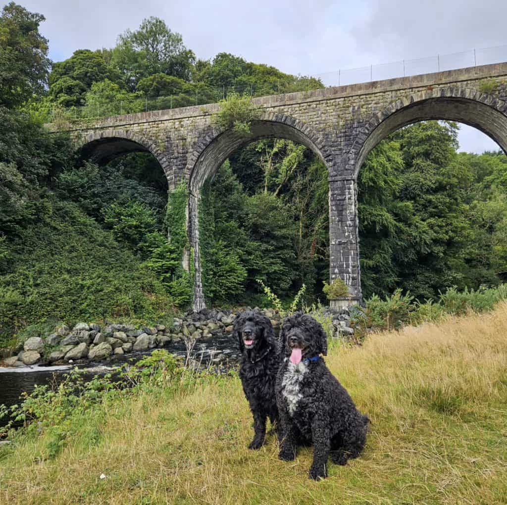 portugese water dogs posing